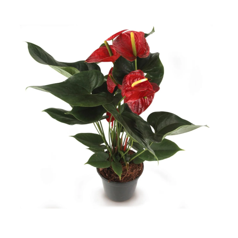 Product main image - 2f2d3af2-956d-4ba6-a4b9-5c2df16665b8