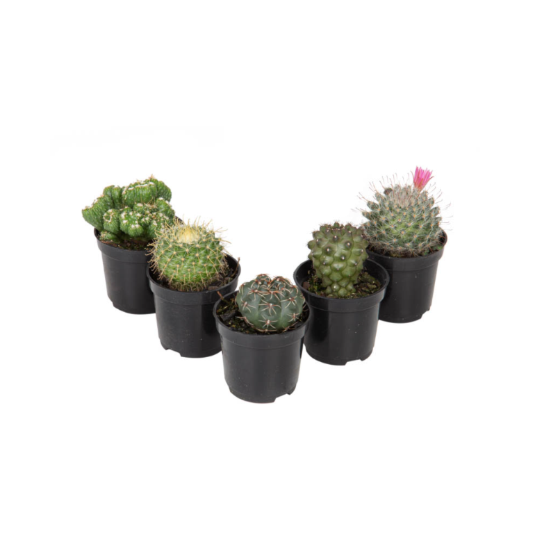 Product main image - 20550a6d-e506-4aed-a51d-6b57ad4467b8