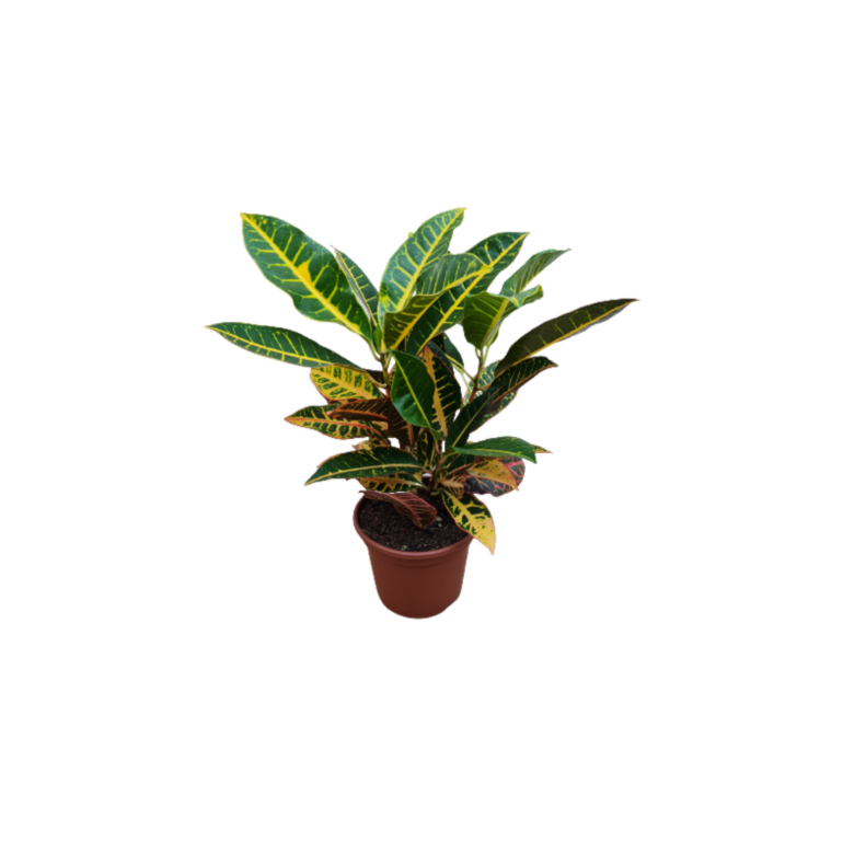 Product main image - 0323811a-a60c-4083-91c2-9afd0b01d32a