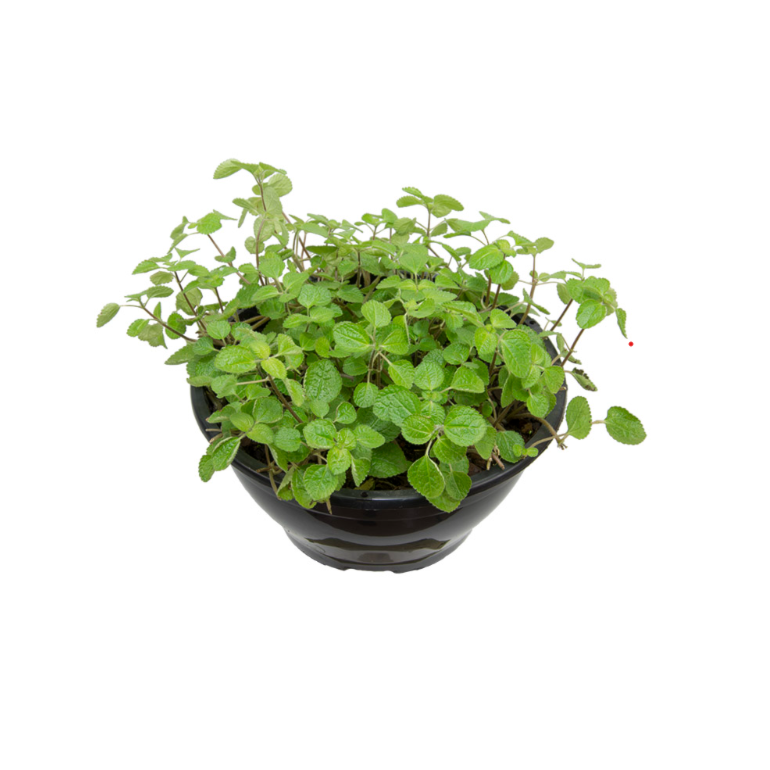 Product main image - 7a188608-ab68-4e51-853e-43cc8634e9b8