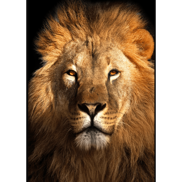 Product main image - 2c12a537-7c85-4fac-b454-3a1d6a7e2270