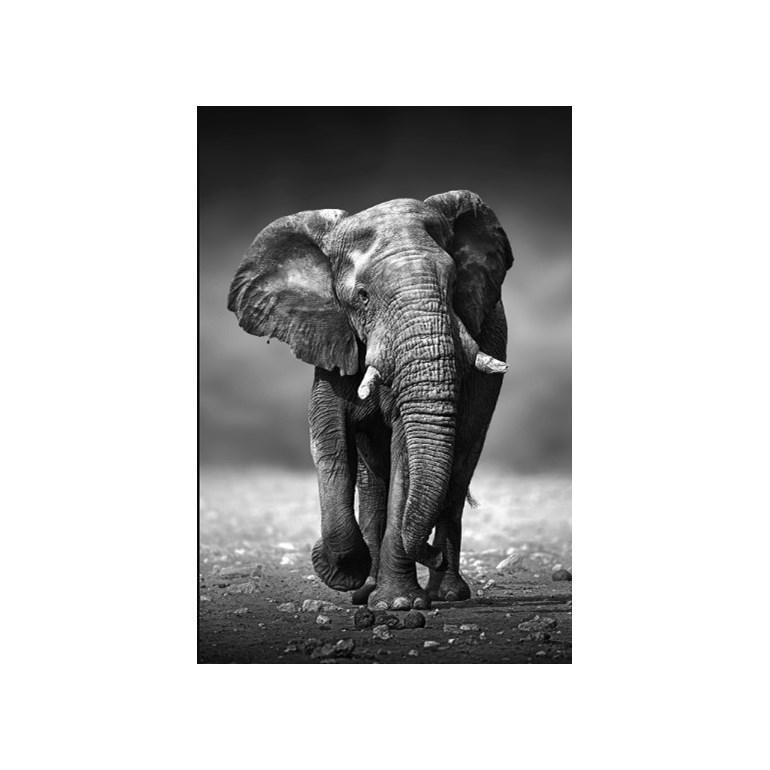 Quadro c/ Vidro 70x100 Elefante Art Conceito

