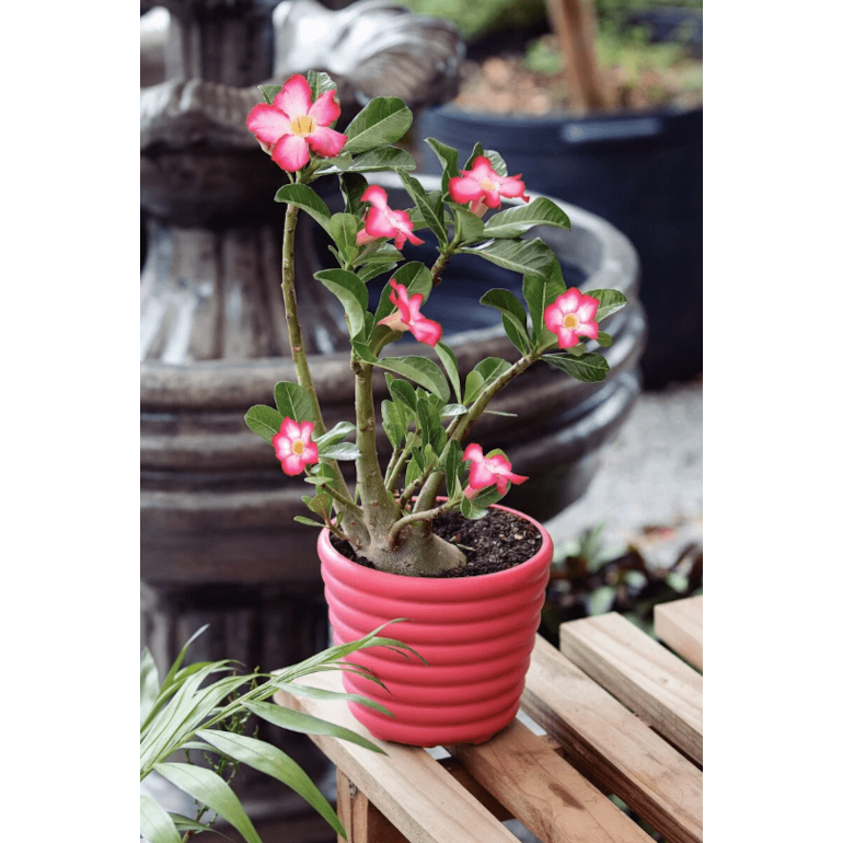 image_65a9dd1b-273f-4722-ae24-ea1ca067bdc5