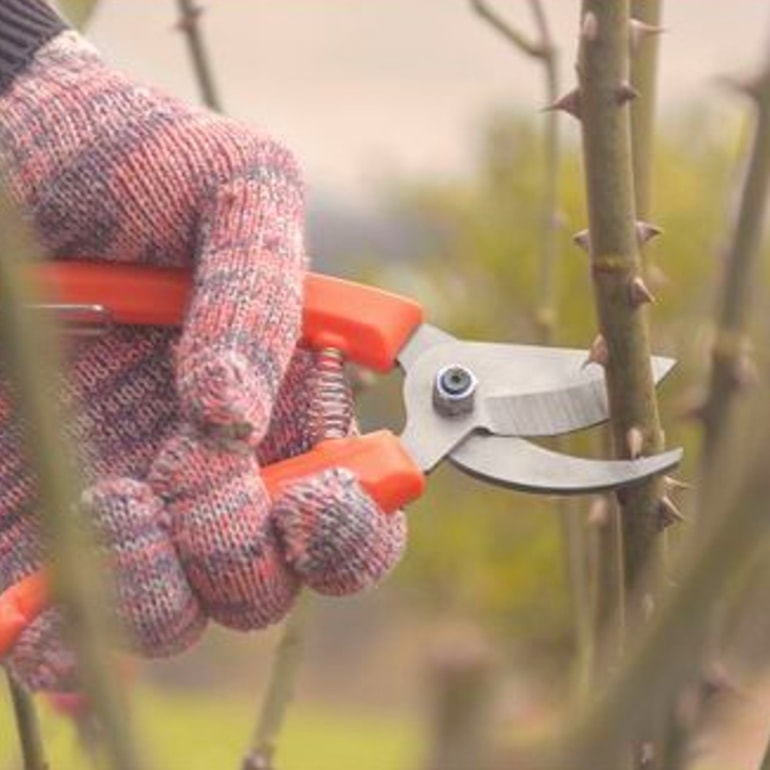 image_4d06b2ca-595e-4699-8ea0-c6a031c6407f